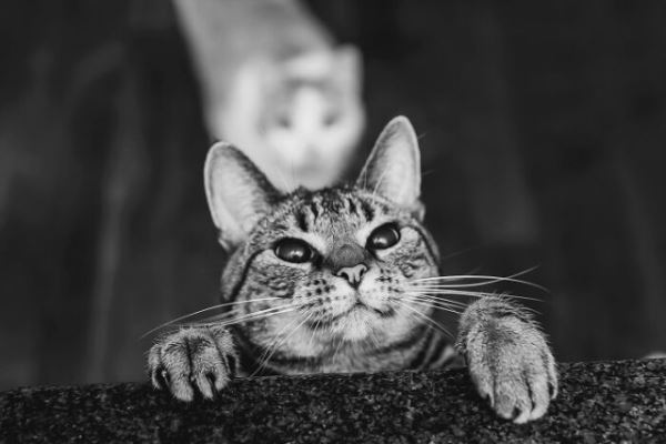 Фотографии с кошками, которые согреют душу (или заставят улыбнуться) (27 фото)