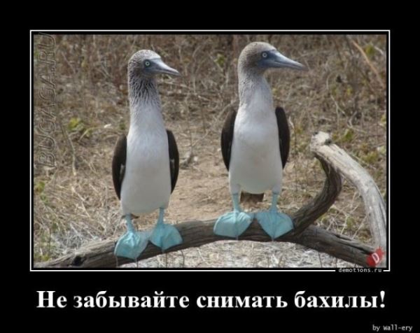 Демотиваторы для хорошего настроения: «От создателей…» (17 фото)