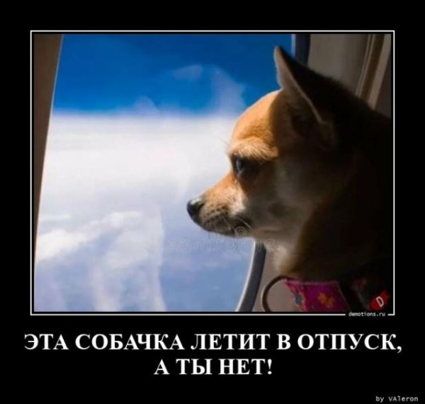 Демотиваторы для настроения: «Все красивые девули покупают креветули!» (18 фото)