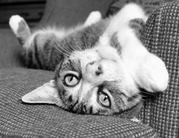 Фотографии с кошками, которые согреют душу (или заставят улыбнуться) (27 фото)