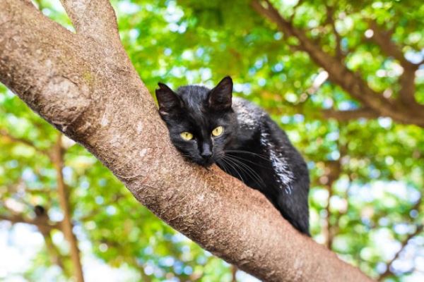 Фотографии с кошками, которые согреют душу (или заставят улыбнуться) (27 фото)