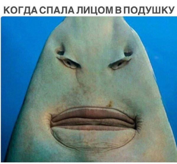Весёлые картинки для настроения: «Когда спала лицом в подушку» (32 фото)