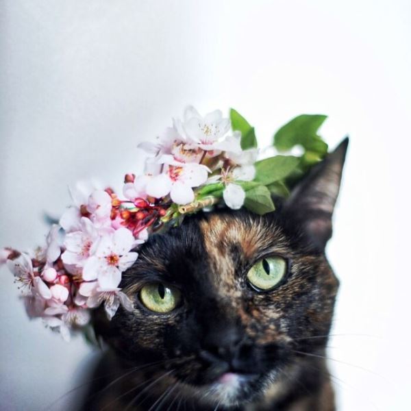Фотографии с кошками, которые согреют душу (или заставят улыбнуться) (27 фото)