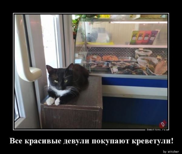 Демотиваторы для настроения: «Все красивые девули покупают креветули!» (18 фото)