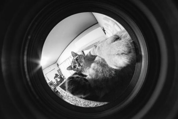 Фотографии с кошками, которые согреют душу (или заставят улыбнуться) (27 фото)