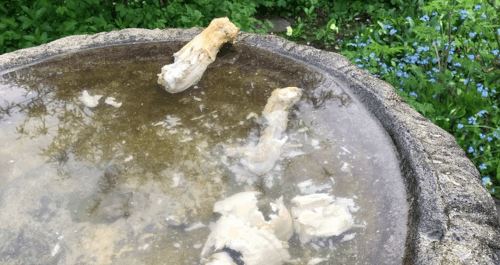Вороны постоянно приносят домовладельцу жареные куриные ножки