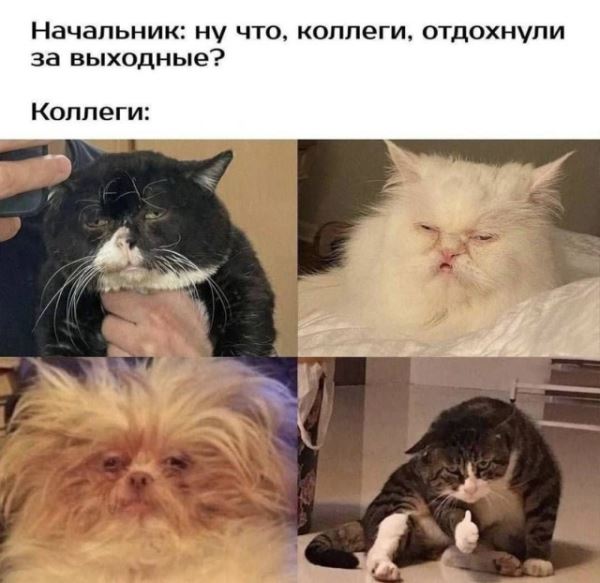Прикольные картинки дня: «Ну что, коллеги, отдохнули за выходные?» (26 фото)
