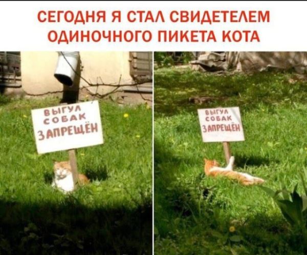 Прикольные картинки: «Кто может продать 2 шт. пчёл для лечебных целей?» (28 фото)