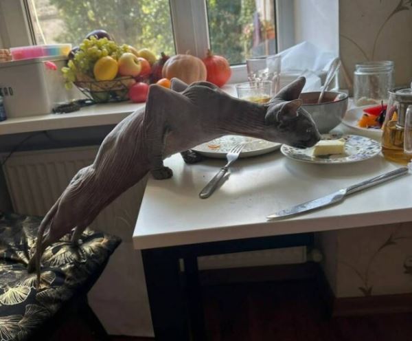 Прикольные картинки: «Посижу немножк…» (30 шт)