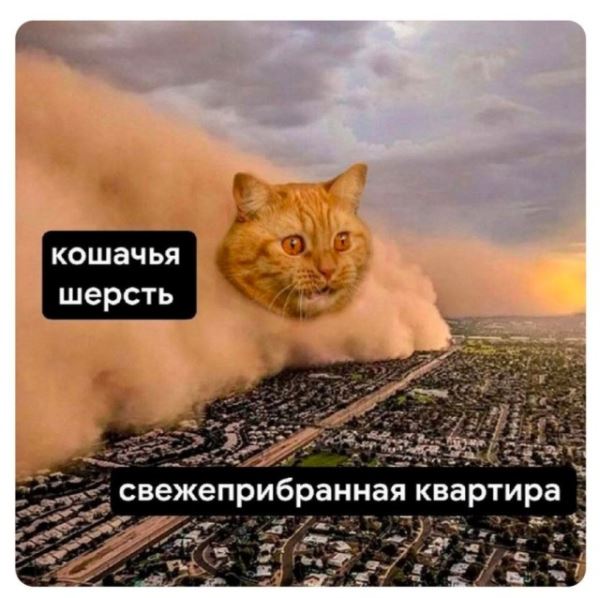 Весёлые картинки дня: «Усики, крылья, хоботок…» (27 фото)
