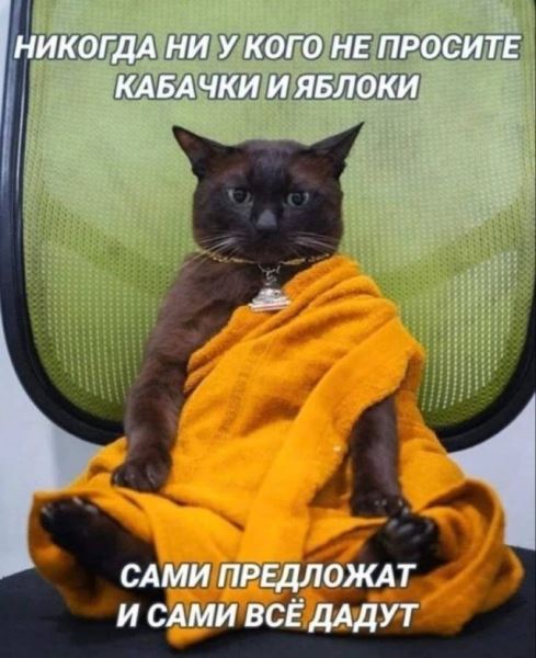 Прикольные картинки: «Кто может продать 2 шт. пчёл для лечебных целей?» (28 фото)