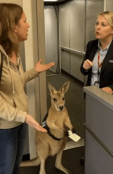 Кенгуру с посадочным талоном, которого не пустили в самолёт, оказался ненастоящим