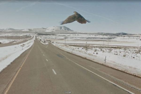 Природа в кадре: животные через Google Earth (23 фото)