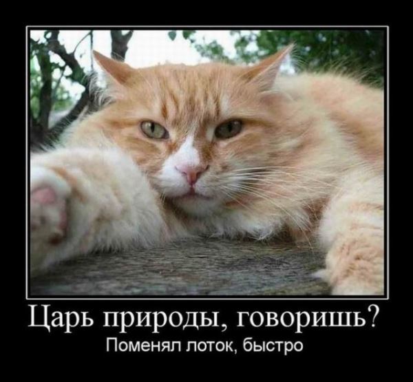Демотиваторы для настроения: «Все красивые девули покупают креветули!» (18 фото)