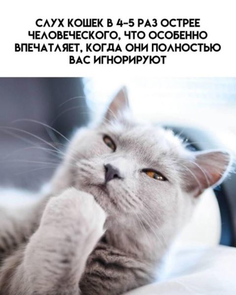 Прикольные картинки: «Кто может продать 2 шт. пчёл для лечебных целей?» (28 фото)