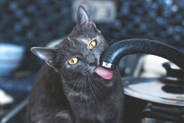 Фотографии с кошками, которые согреют душу (или заставят улыбнуться) (27 фото)