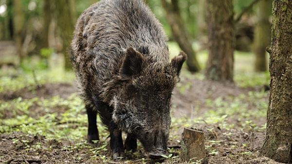 В Британии пара поссорилась с соседями из-за домашнего кабана