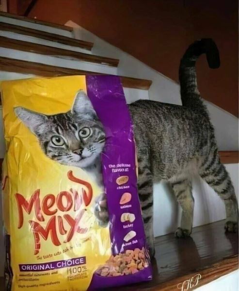 Очарование животных: моменты, которые заставляют улыбаться (38 фото)