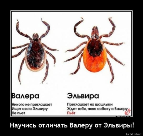 Демотиваторы для настроения: «Все красивые девули покупают креветули!» (18 фото)