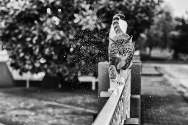 Фотографии с кошками, которые согреют душу (или заставят улыбнуться) (27 фото)