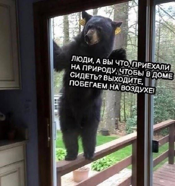 Весёлые картинки для всех: «Как распознать тарелочницу» (31 фото)