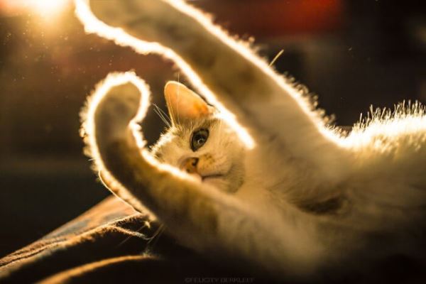Фотографии с кошками, которые согреют душу (или заставят улыбнуться) (27 фото)