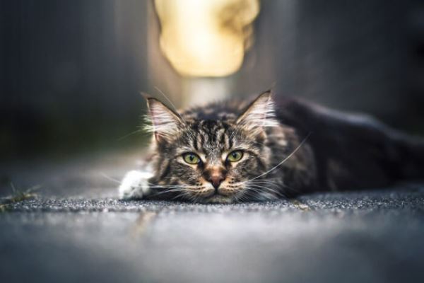 Фотографии с кошками, которые согреют душу (или заставят улыбнуться) (27 фото)