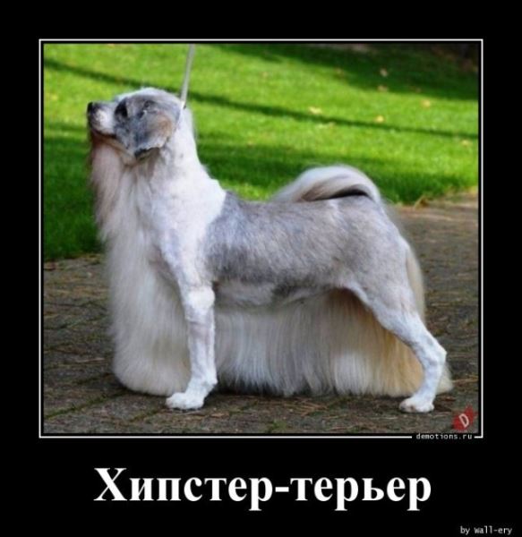 Демотиваторы – приколы на любой вкус: «Не высыпаешься?» (16 фото)
