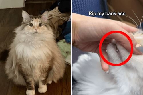 Кошка неудачно погрызла деревянную шкатулку и получила новый золотой зуб