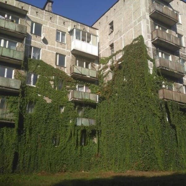 Когда садоводство и растения выходят из-под контроля (20 фото)