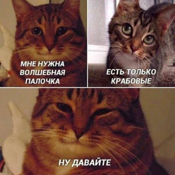 Весёлые картинки дня: «Усики, крылья, хоботок…» (27 фото)