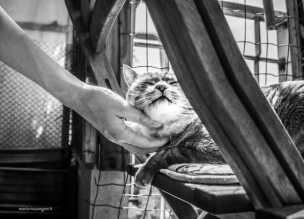 Фотографии с кошками, которые согреют душу (или заставят улыбнуться) (27 фото)