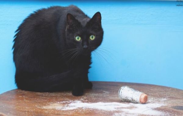 Фотографии с кошками, которые согреют душу (или заставят улыбнуться) (27 фото)