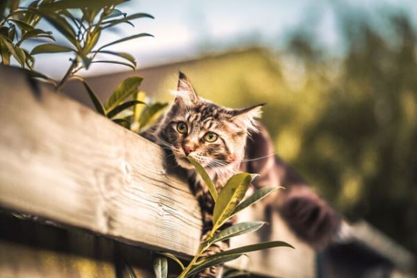 Фотографии с кошками, которые согреют душу (или заставят улыбнуться) (27 фото)